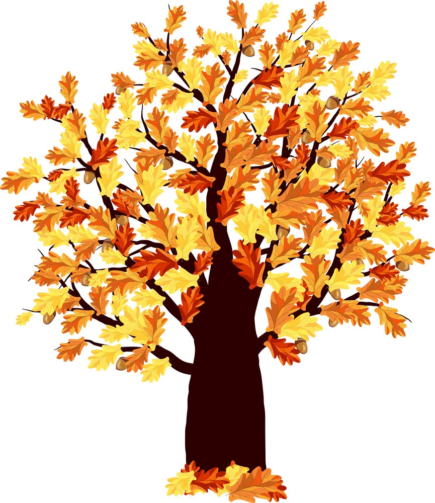 autumn oak tree