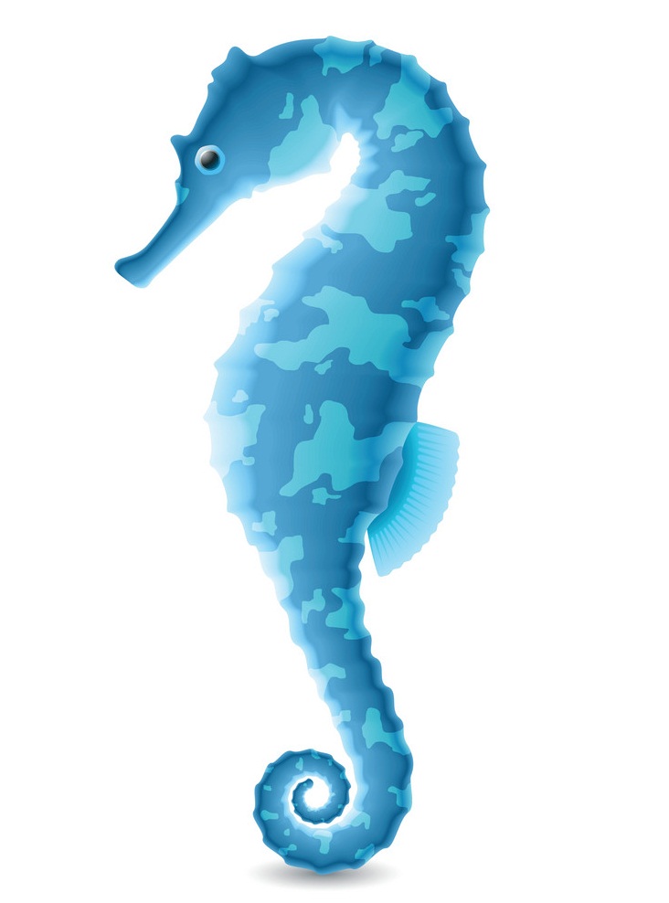 beautiful blue seahorse