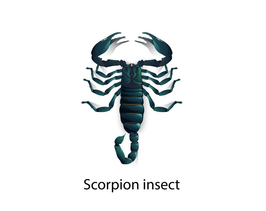 beautiful scorpion