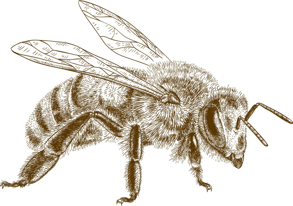 bee sketch