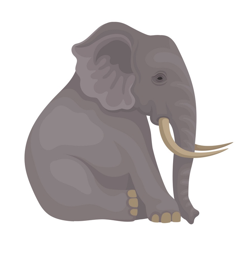 big gray elephant sitting