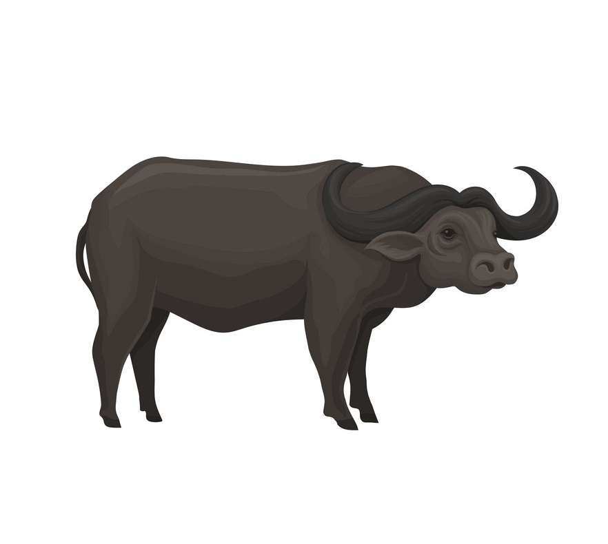 black african buffalo