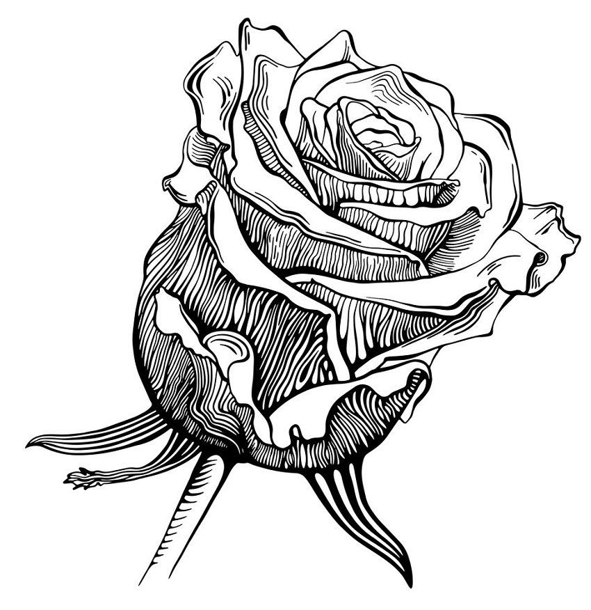 black and white rose outline