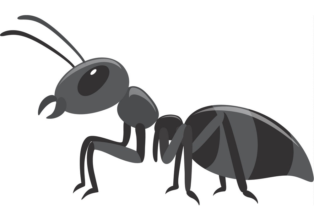 black ant 1