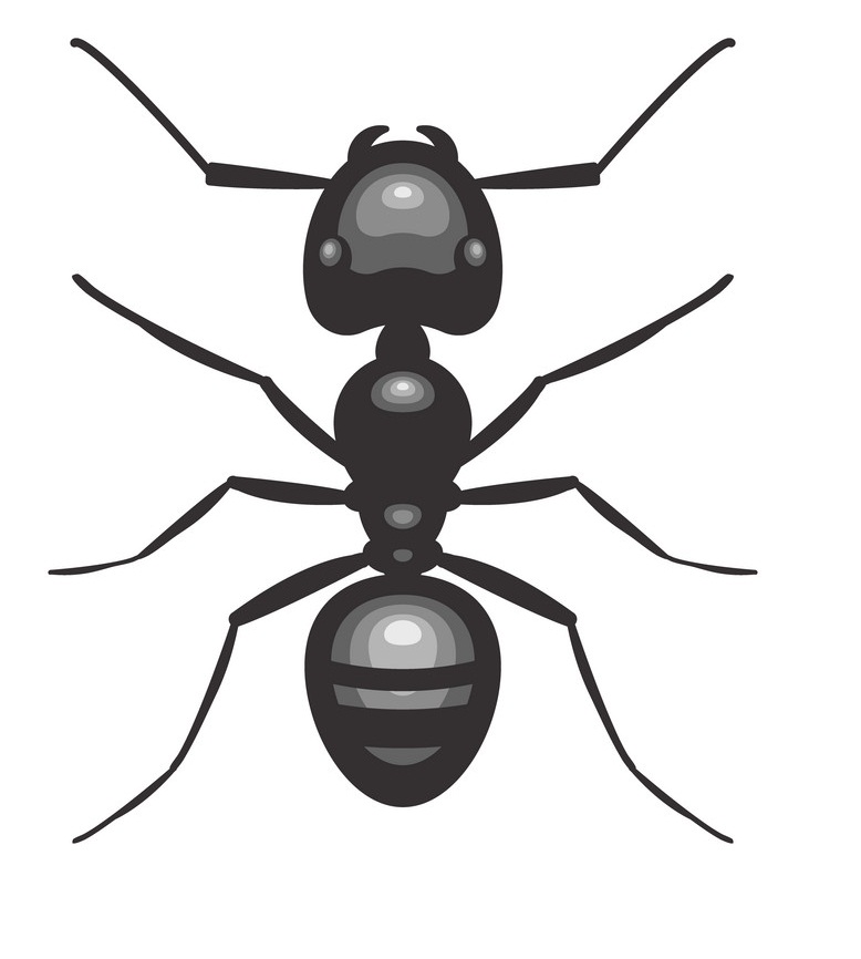 black ant top view