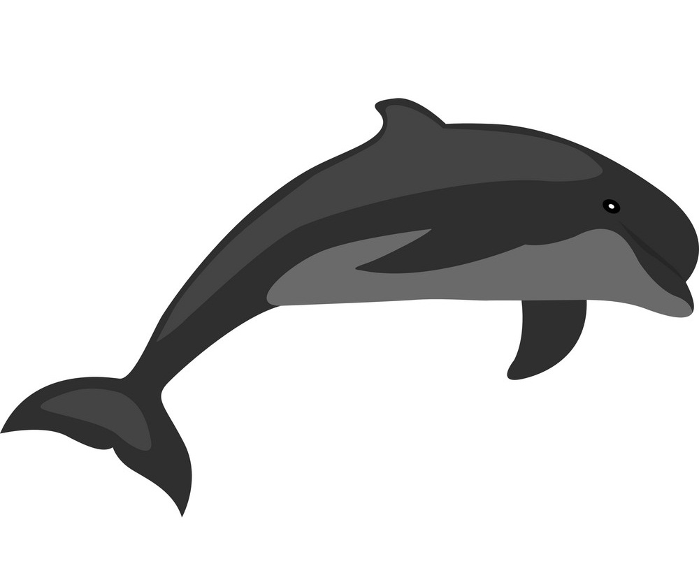 black dolphin
