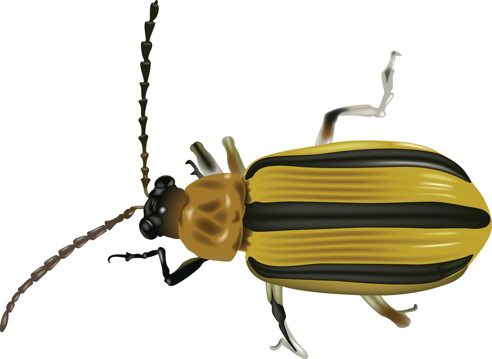 black yellow beetle