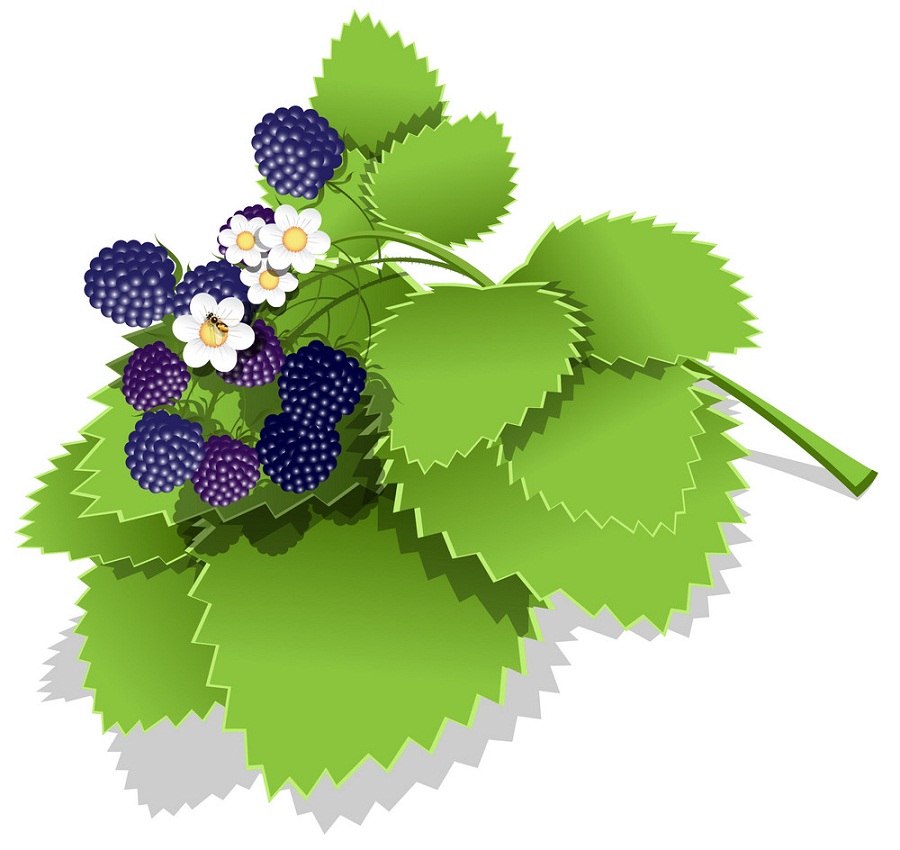blackberries branch with flowers and leaves