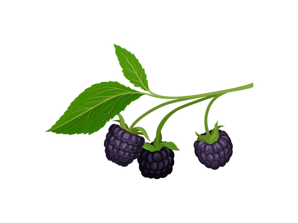blackberry branch