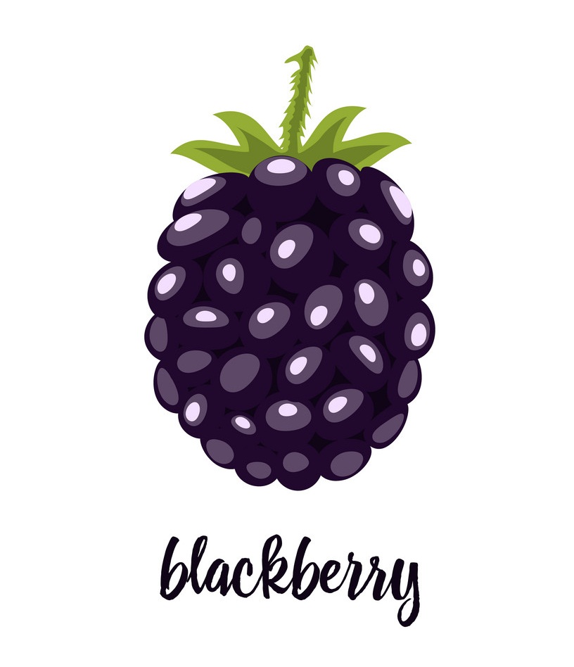 blackberry flat design