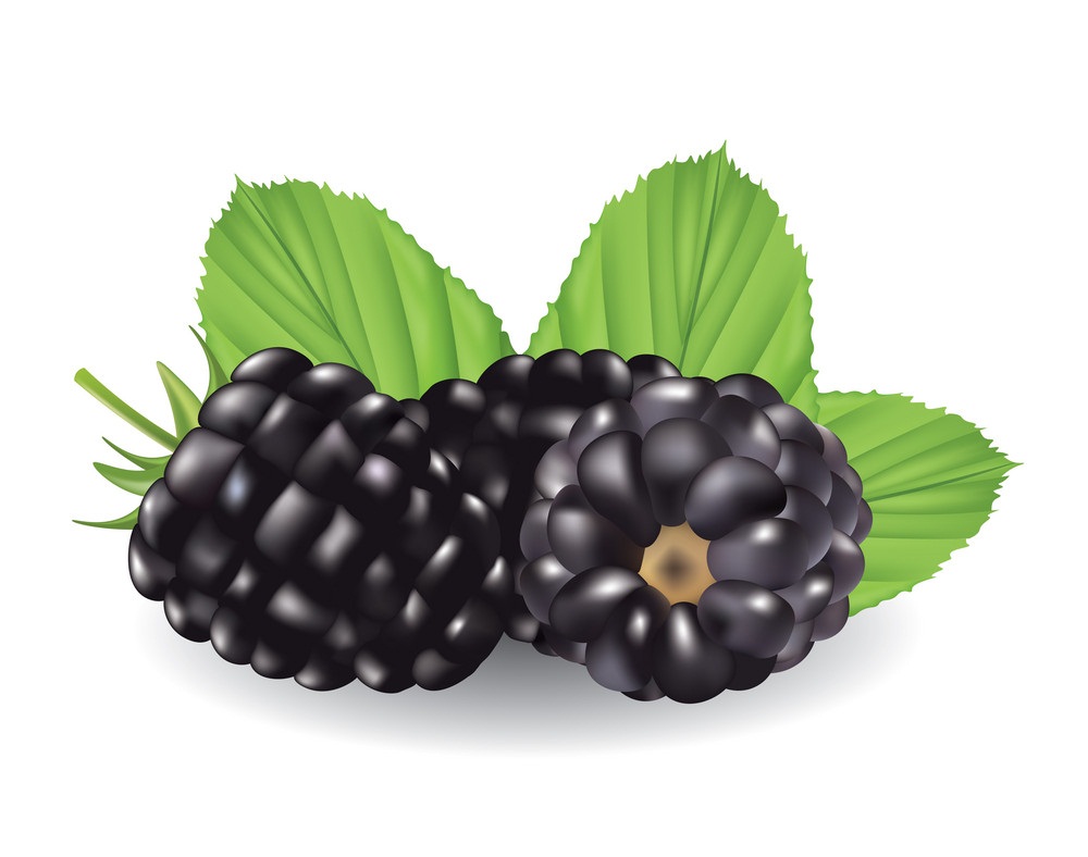 blackberry with leaves