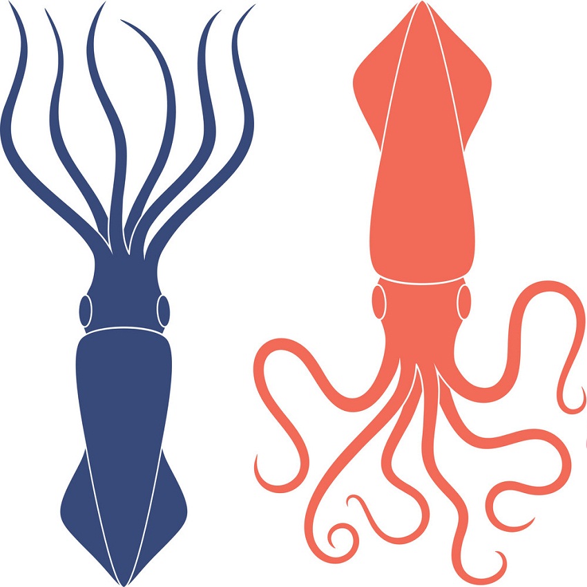 blue and pink squids flat design