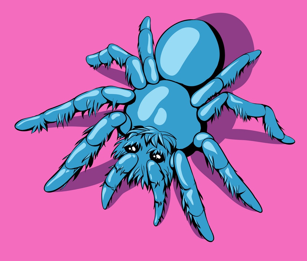 blue spider on pink background
