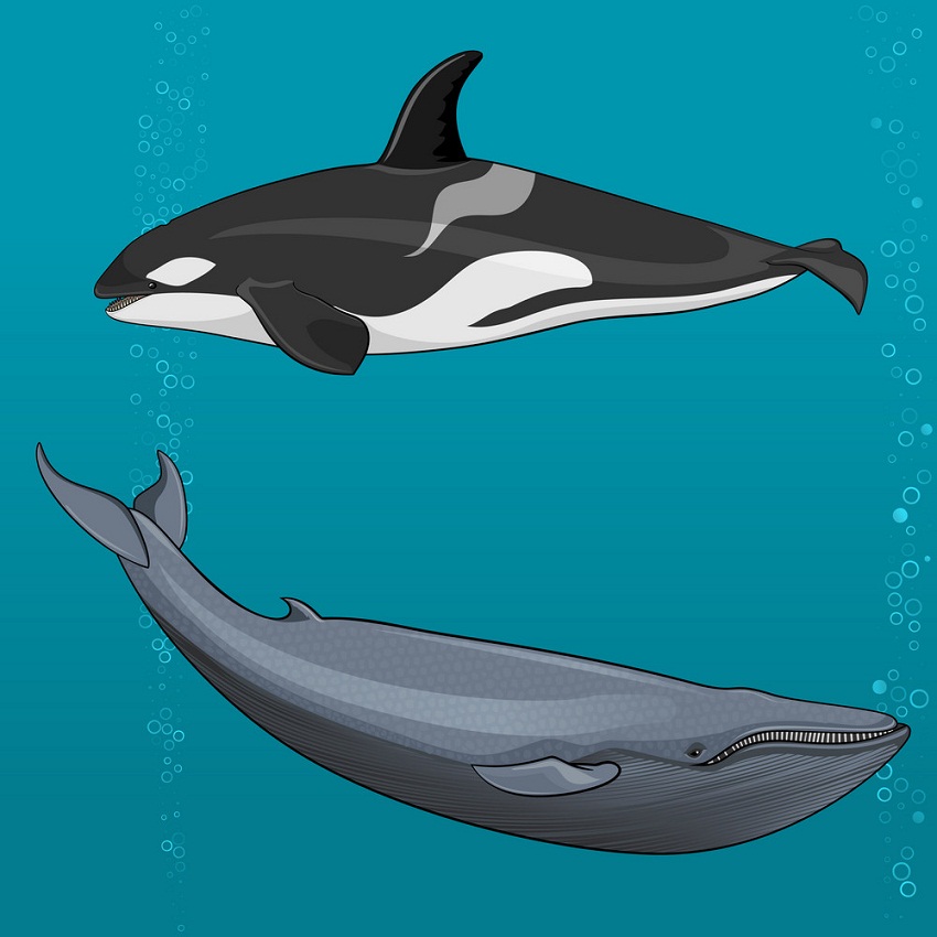 blue whale and killer whale