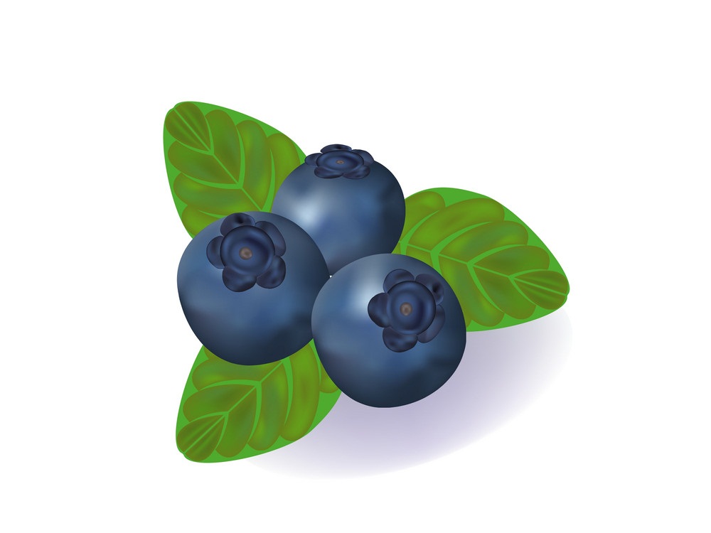 blueberry 1