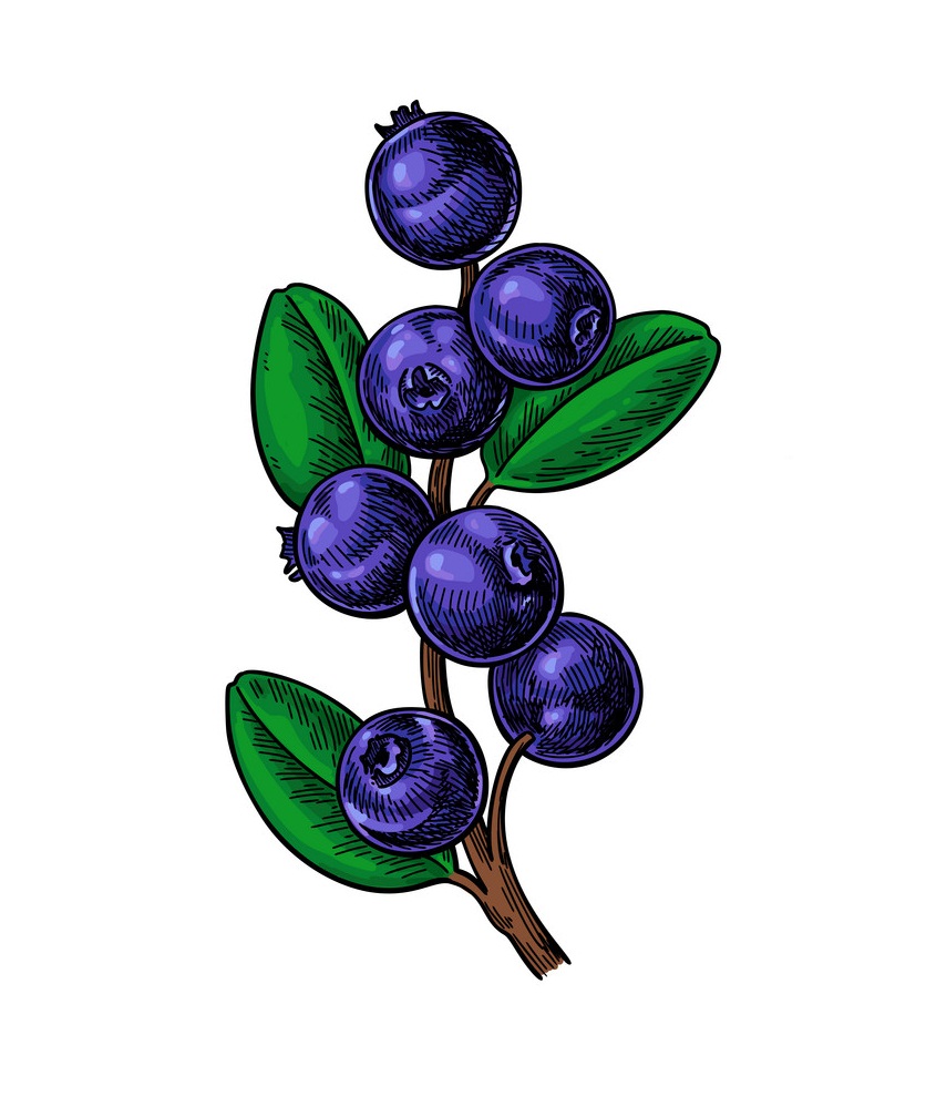 blueberry branch 1