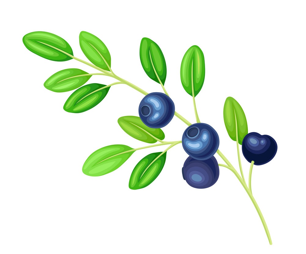 blueberry branch with leaves