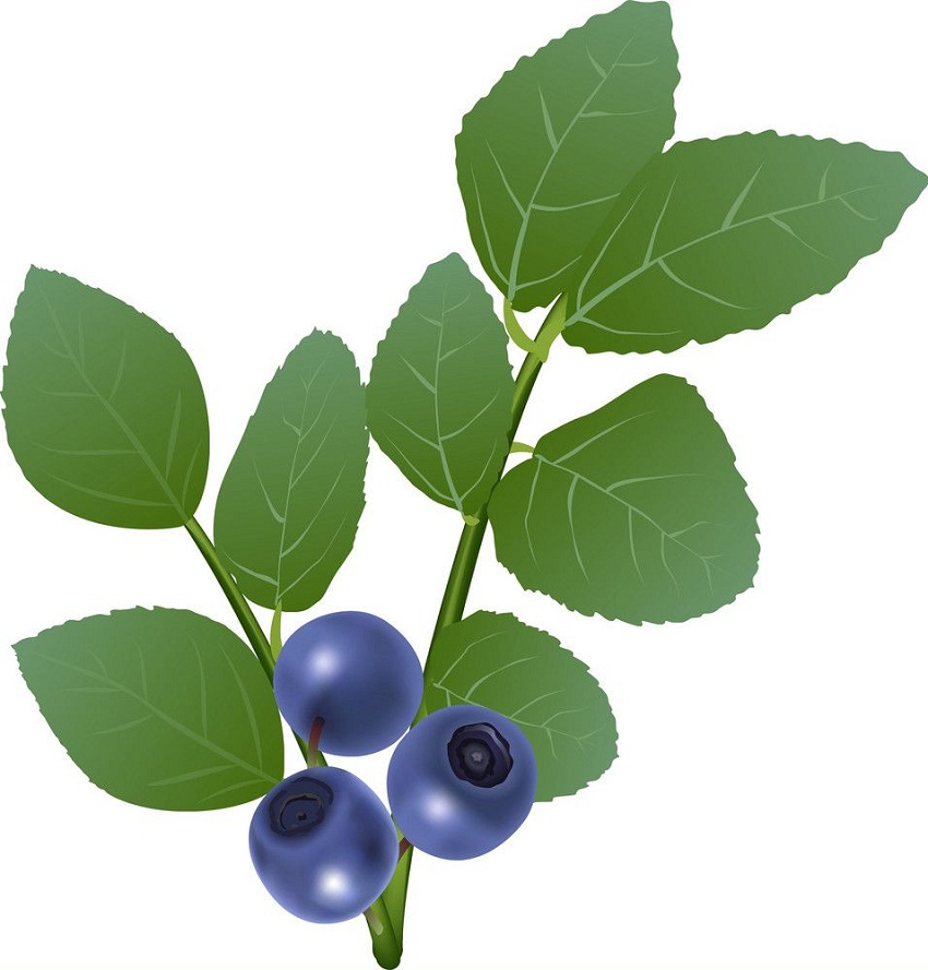 blueberry branch