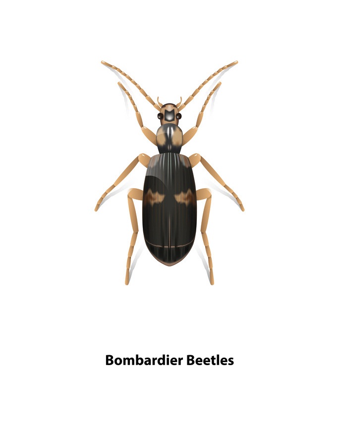 bombardier beetle