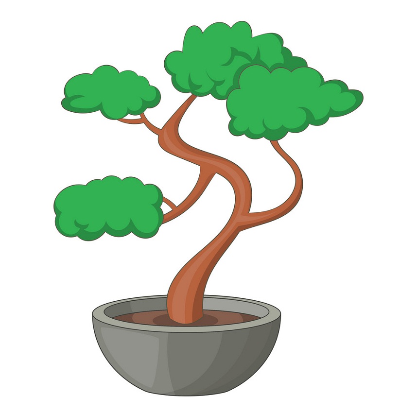 bonsai tree 3