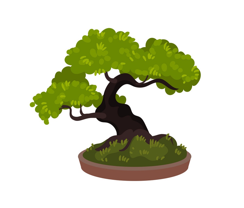 bonsai tree 4.