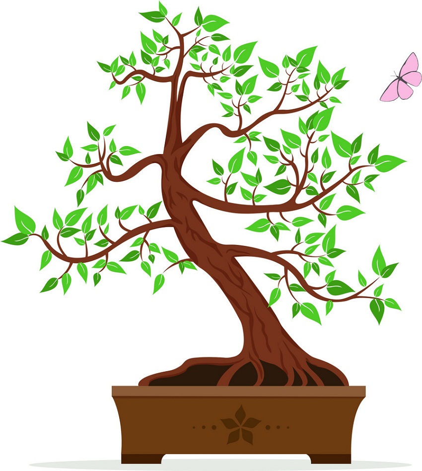 bonsai tree and butterfly