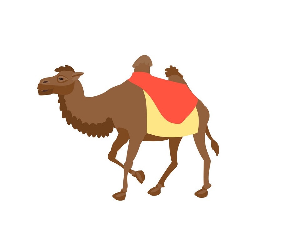 brown camel 1