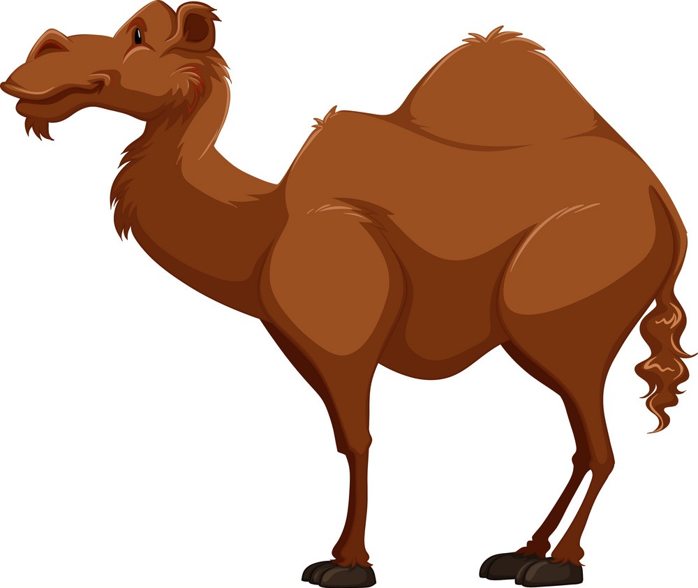 brown camel