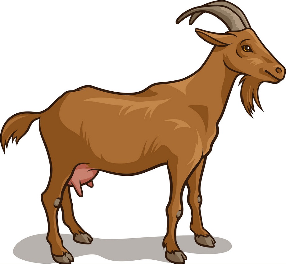 brown goat