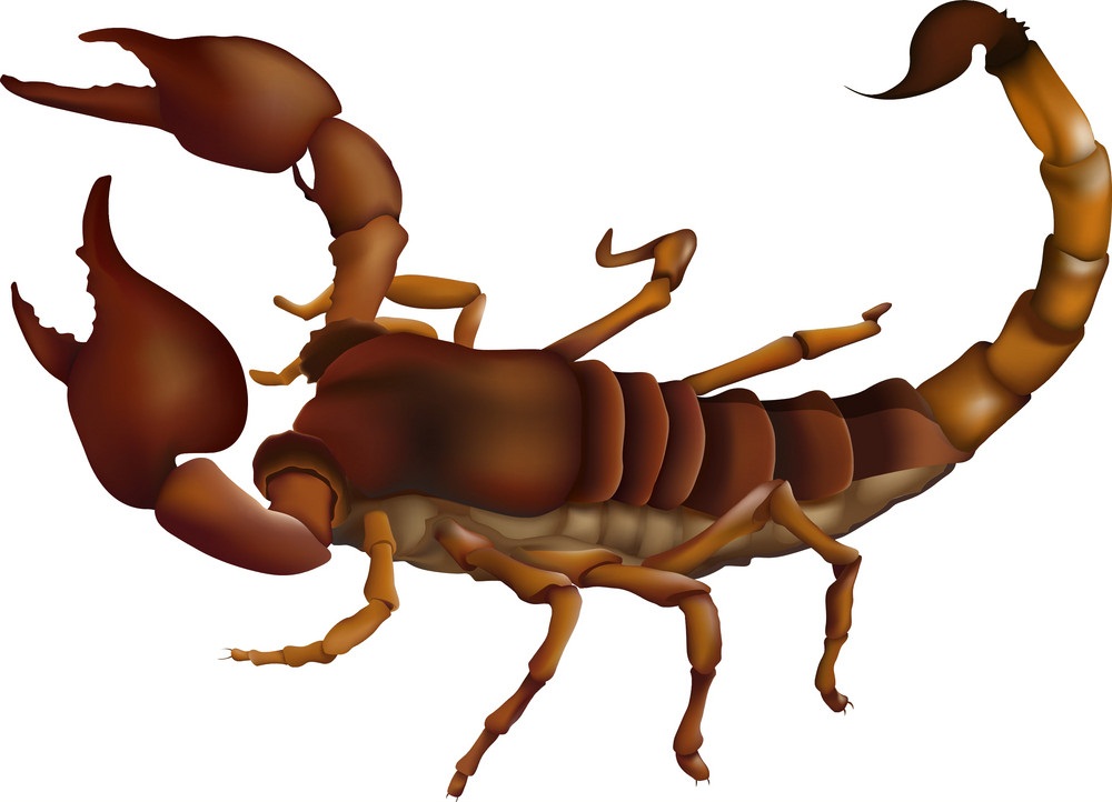 brown scorpion 1