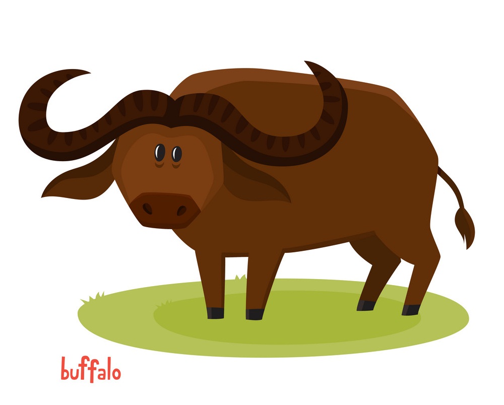 buffalo looks funny