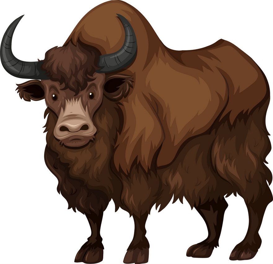 buffalo with brown fur