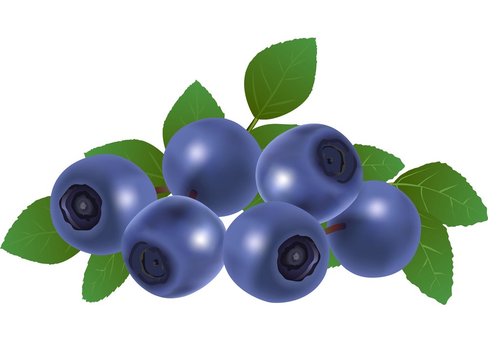 bunch of blueberry