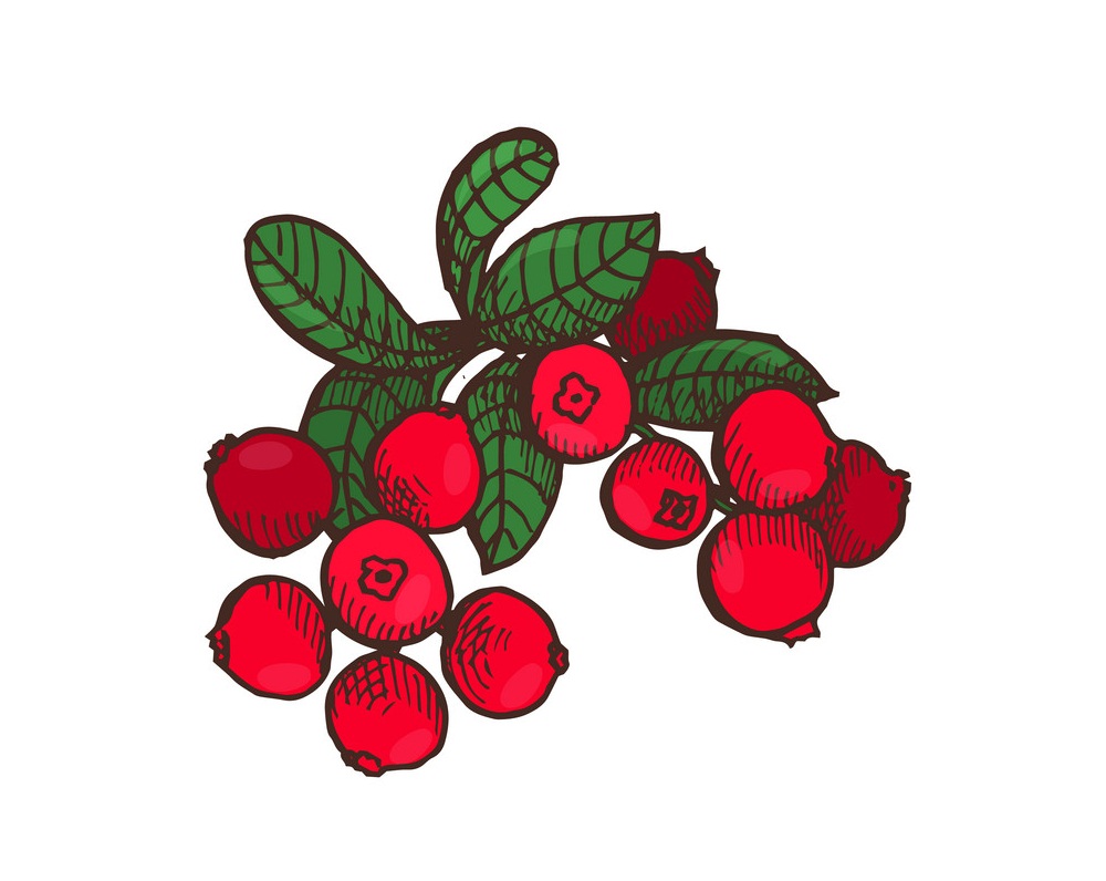 bunch of cranberries with leaves