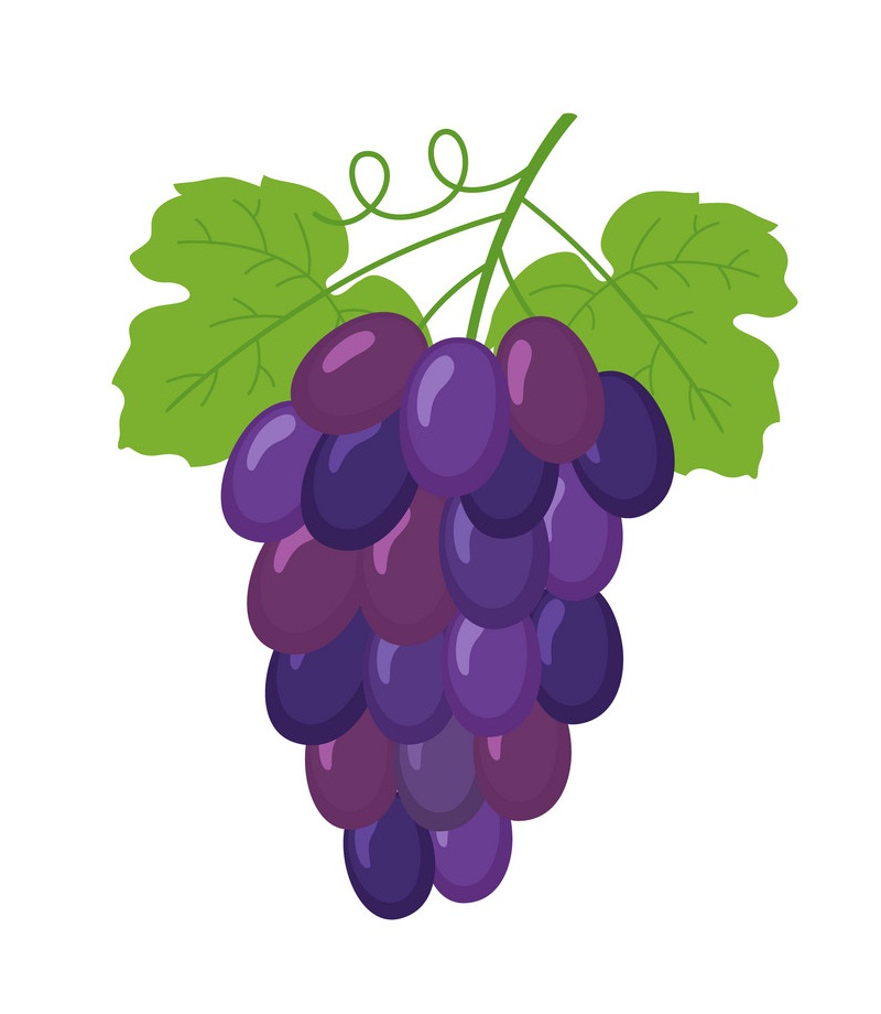 bunch of wine grapes