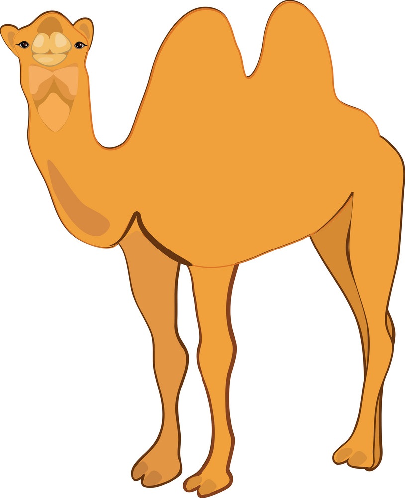 camel 1