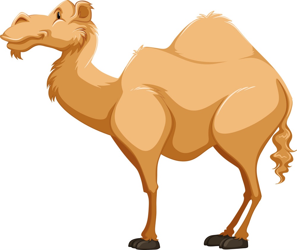 camel side view