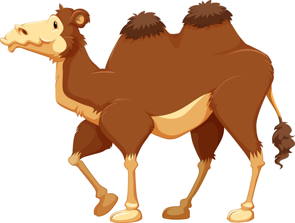 camel walking