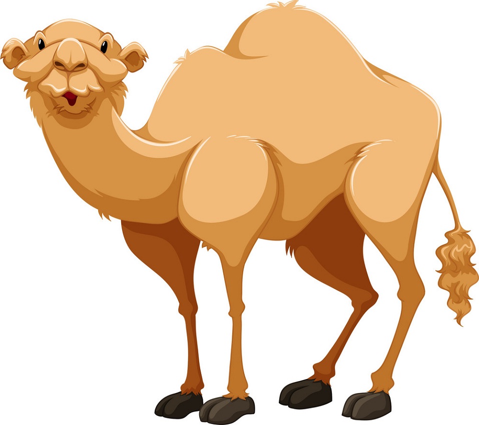Camel Clipart