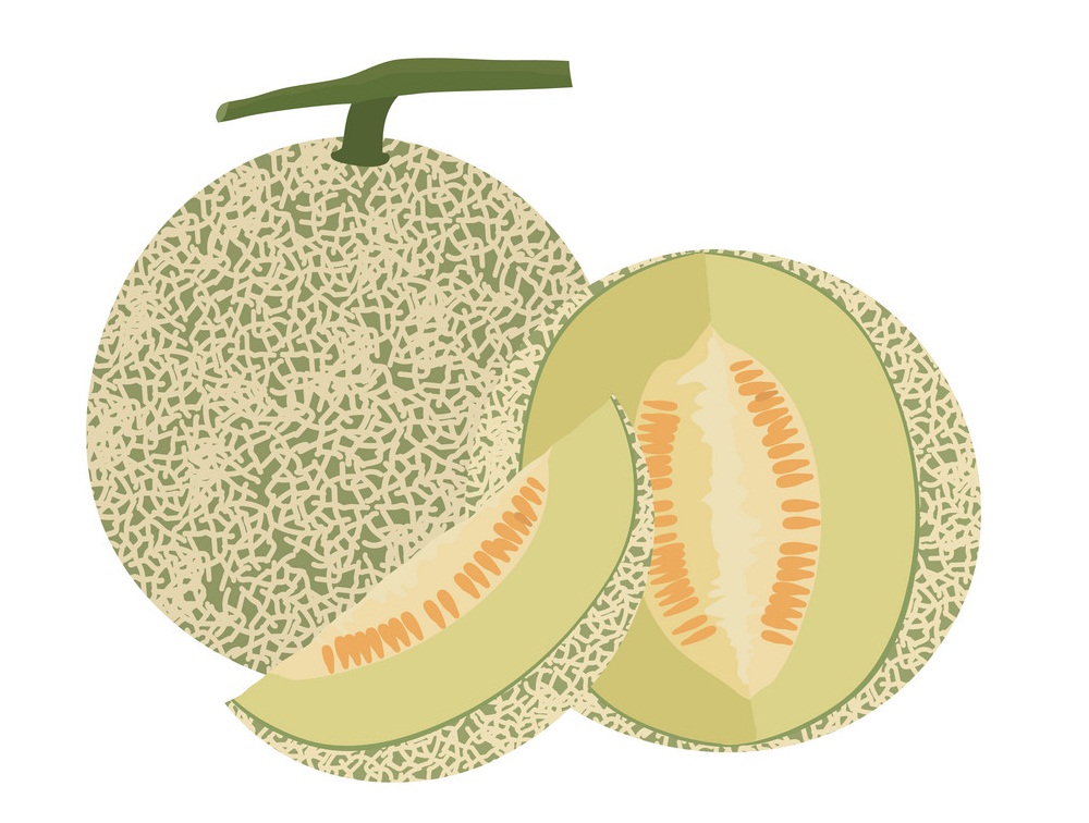 cantaloupe melon fruit