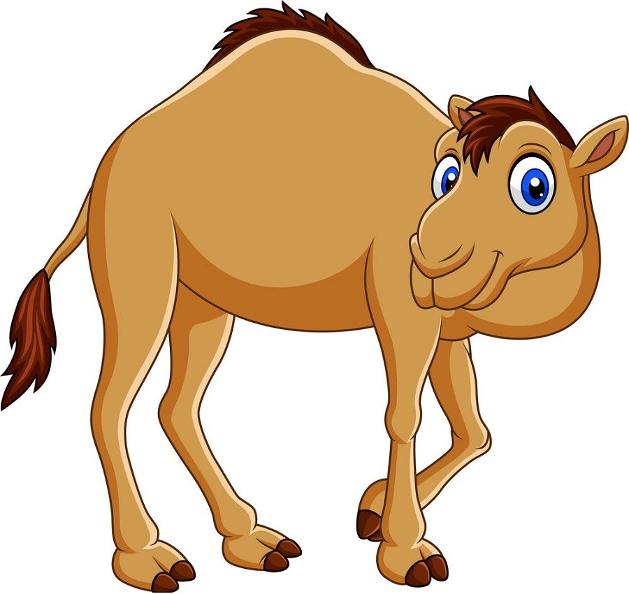 cartoon adorable camel
