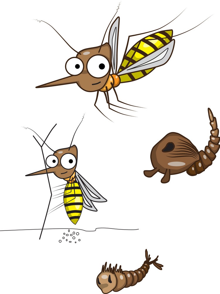 cartoon mosquito life cycle