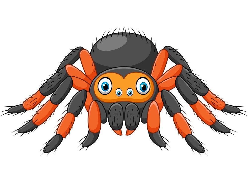 cartoon tarantula spider