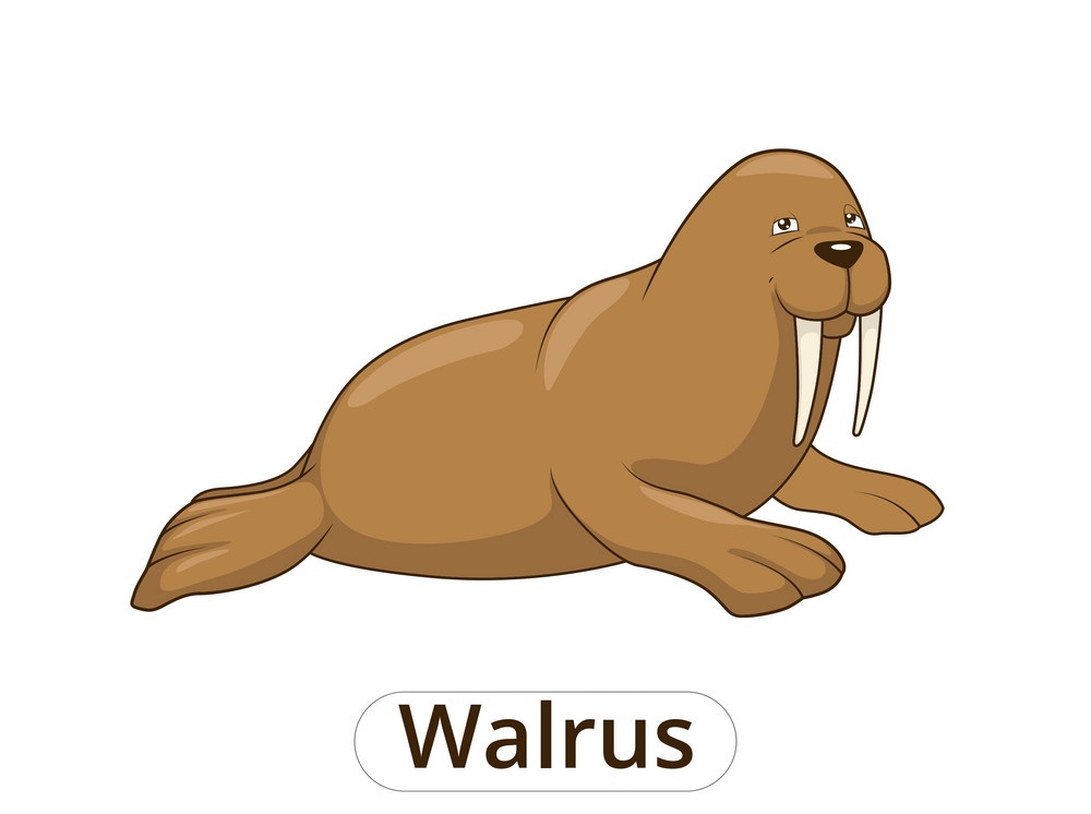 cartoon walrus 1