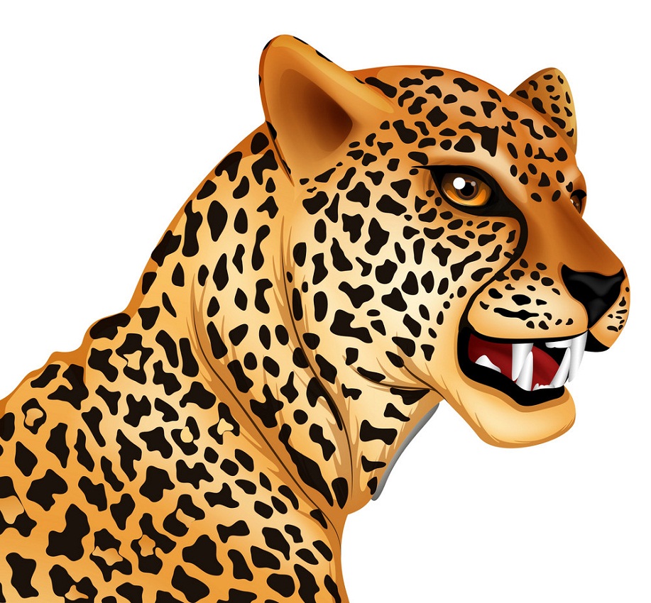 cheetah head
