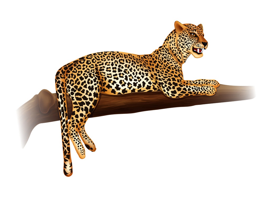 cheetah on a branch