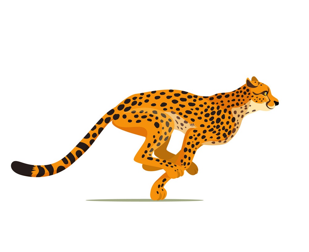 cheetah running 1