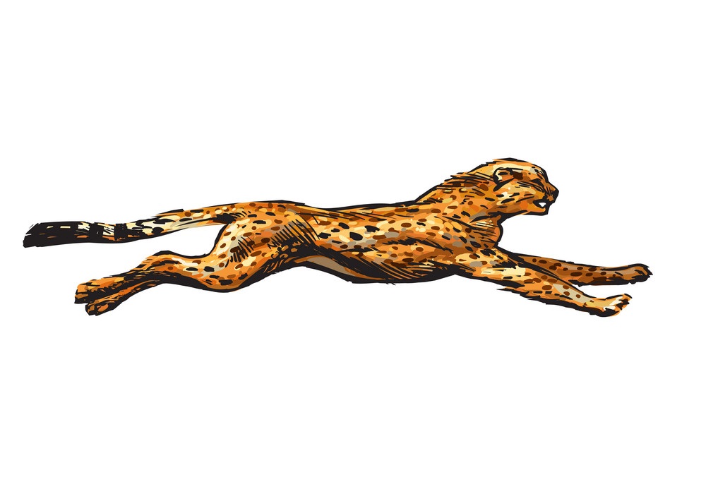 cheetah running fast
