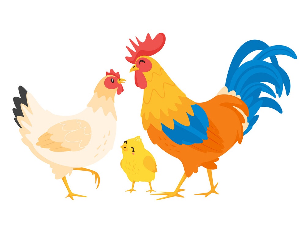 chicken family 1