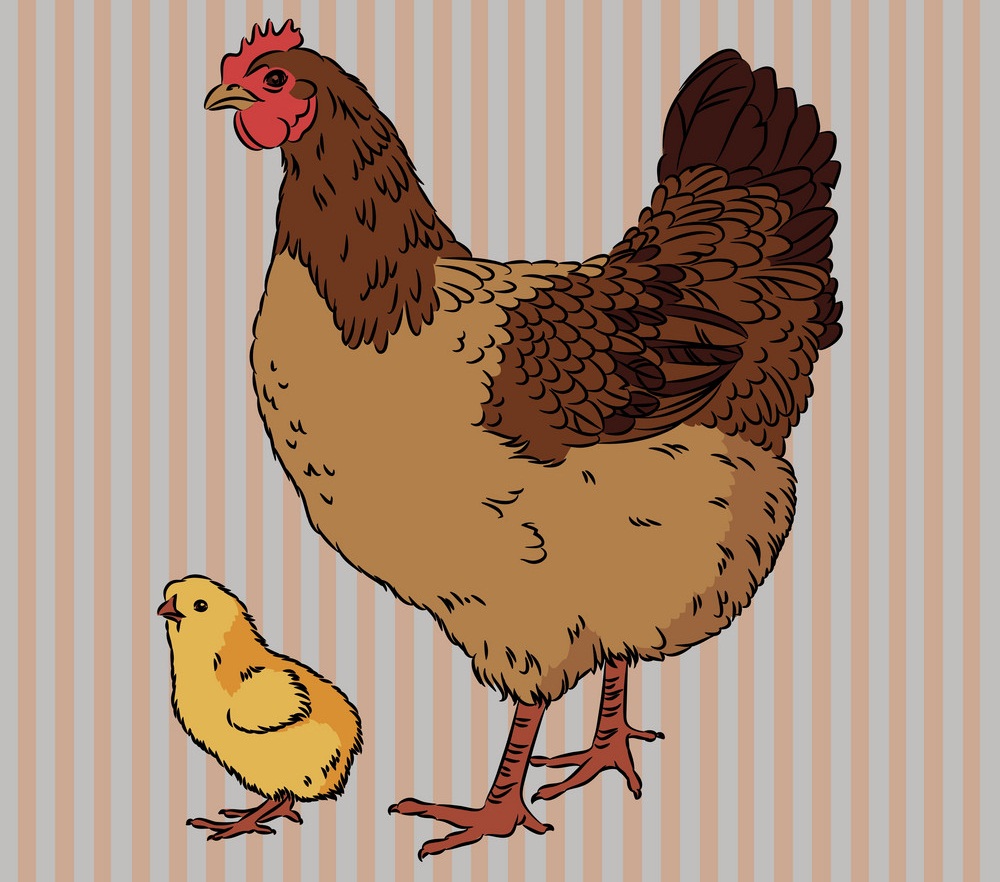 chicken hen and chick
